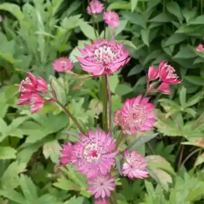 Foto von Sterndolde 'Claret' (Astrantia major 'Claret')