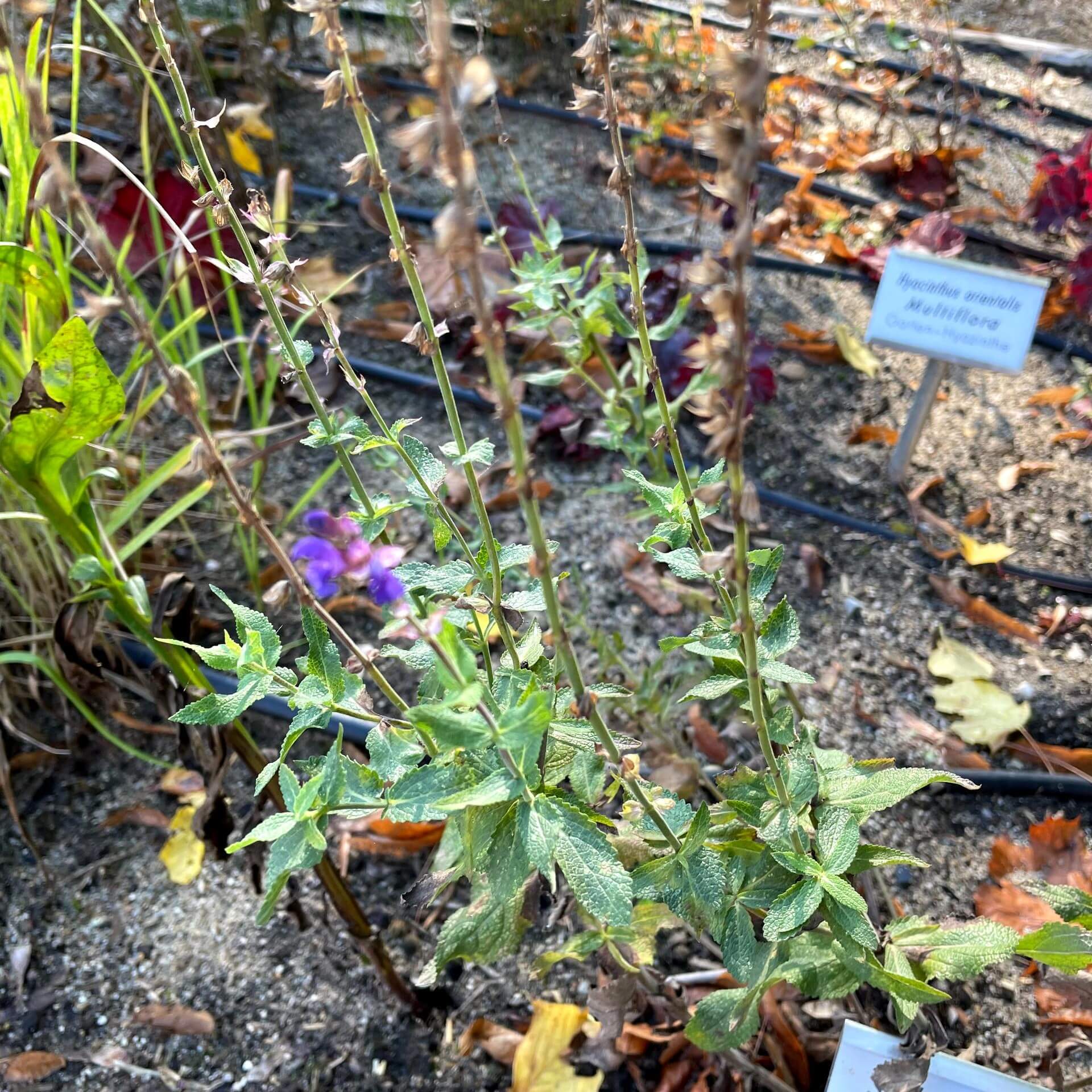 Steppensalbei 'Tänzerin' (Salvia nemorosa 'Tänzerin')