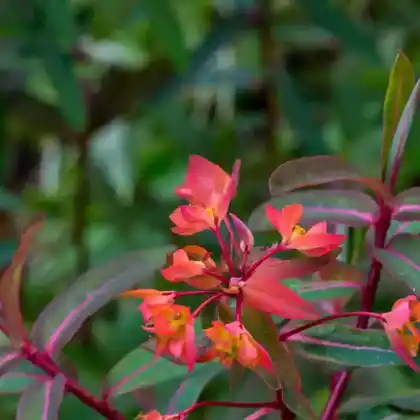 Foto von Himalaja Wolfsmilch 'Dixter' (Euphorbia griffithii 'Dixter')