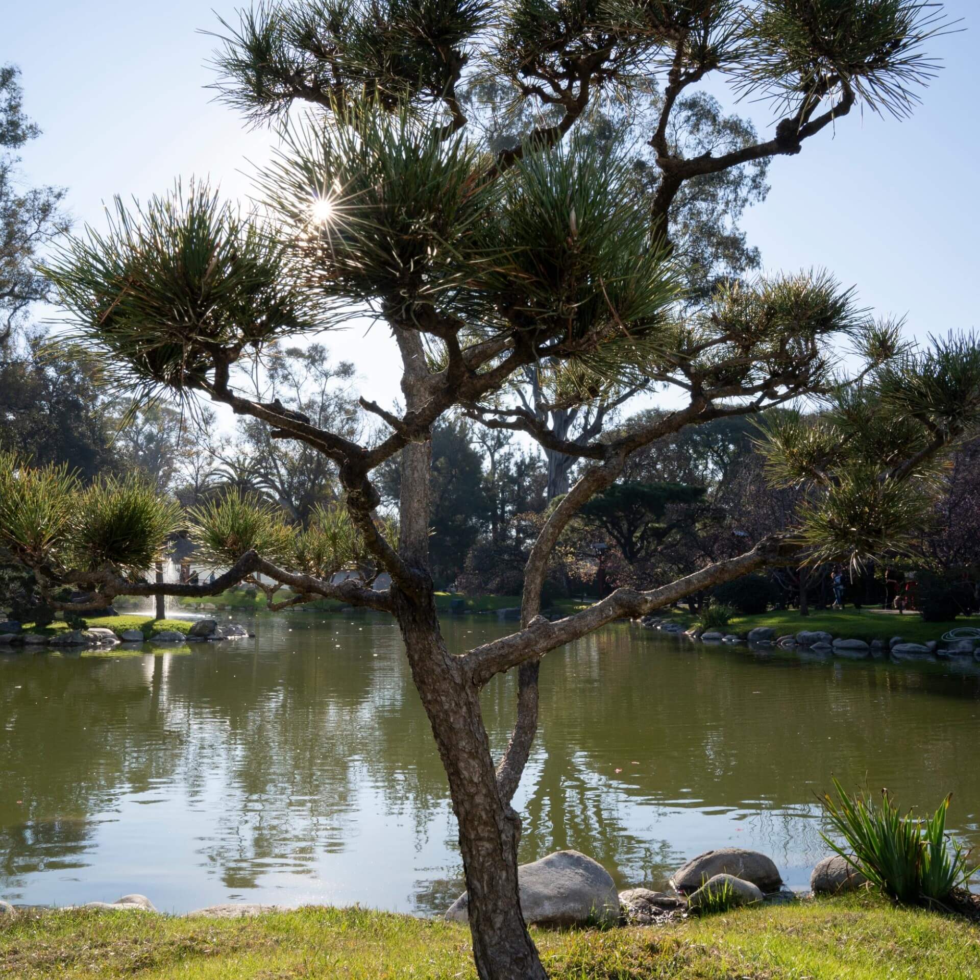 Japanische Rotkiefer (Pinus densiflora)