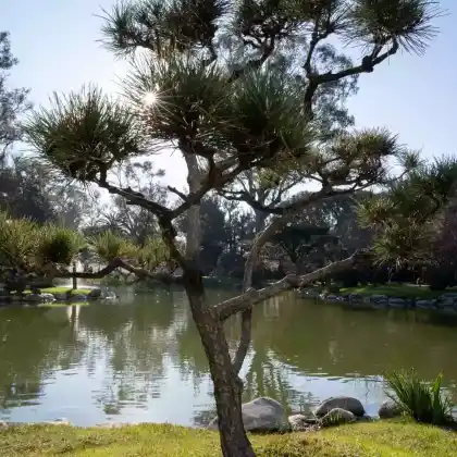 Foto von Japanische Rotkiefer (Pinus densiflora)