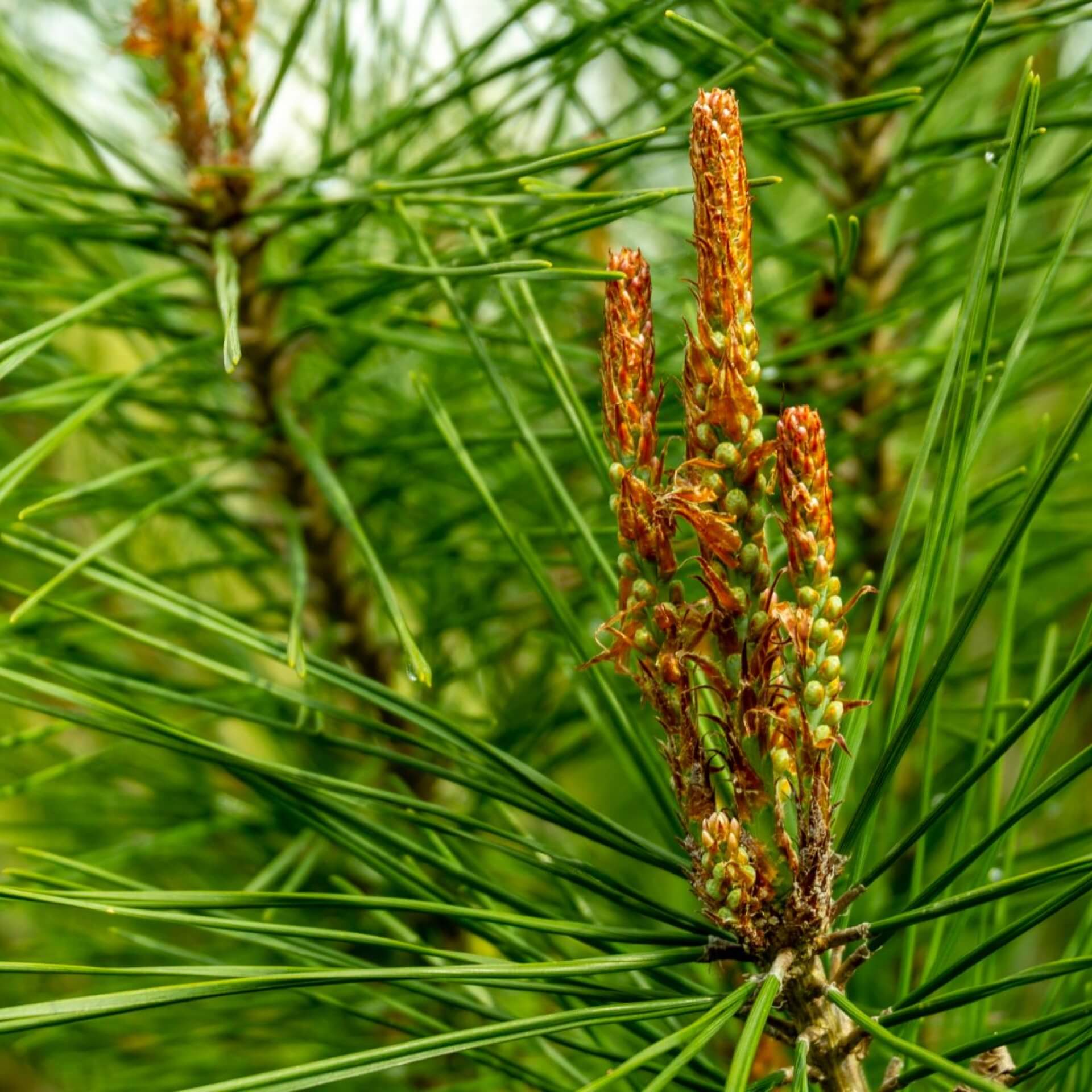 Japanische Rotkiefer 'Umbraculifera' (Pinus densiflora 'Umbraculifera')