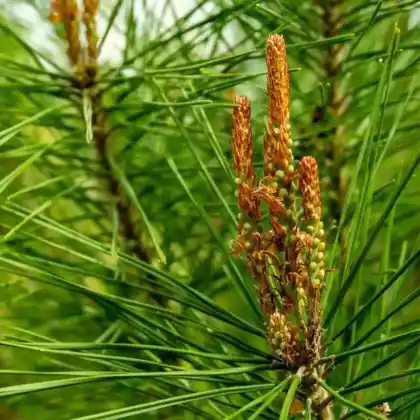 Foto von Japanische Rotkiefer 'Umbraculifera' (Pinus densiflora 'Umbraculifera')