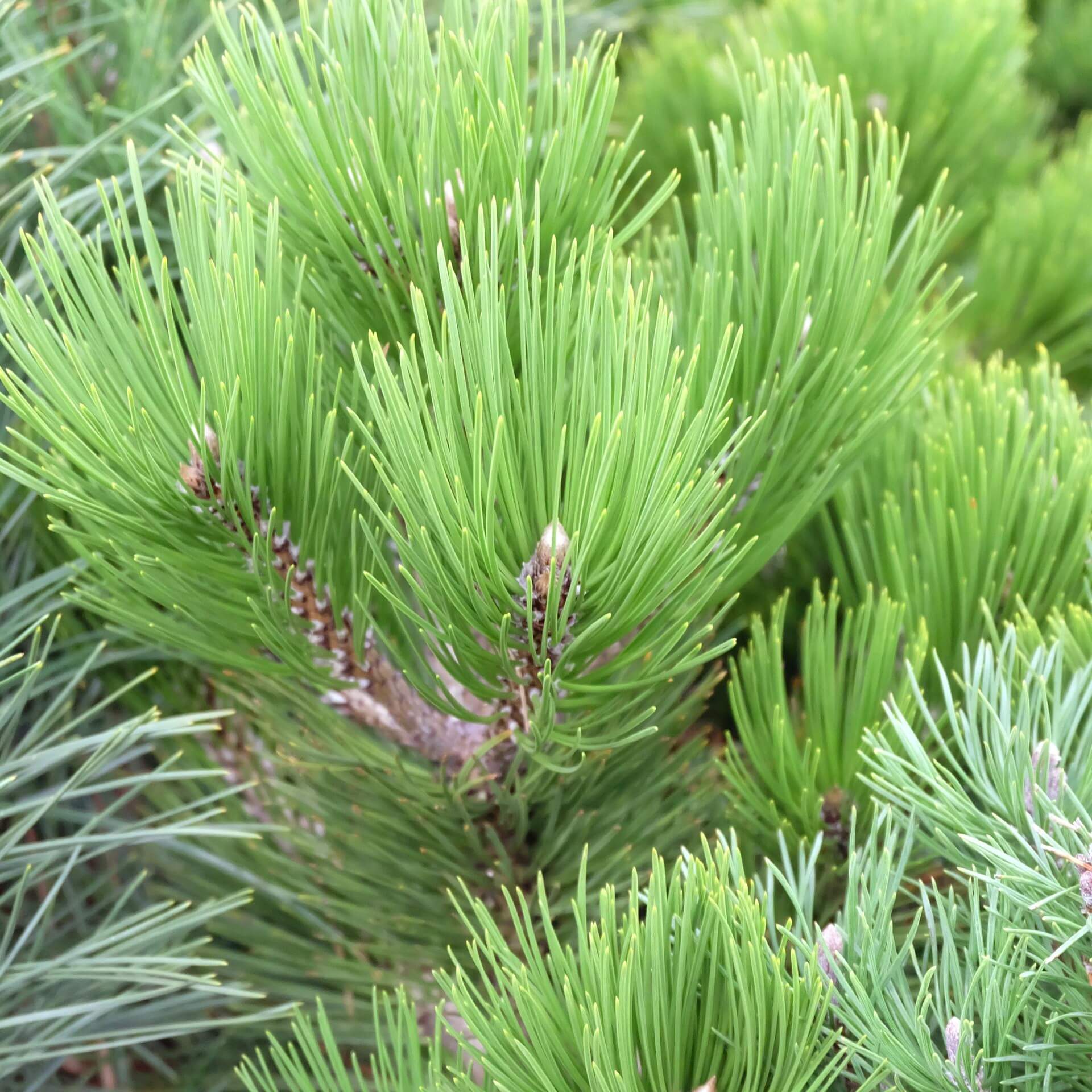 Schwarzkiefer 'Green Tower' (Pinus nigra 'Green Tower')
