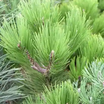 Foto von Schwarzkiefer 'Green Tower' (Pinus nigra 'Green Tower')
