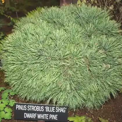 Foto von Zwerg-Weymouths-Kiefer 'Blue Shag' (Pinus strobus 'Blue Shag')