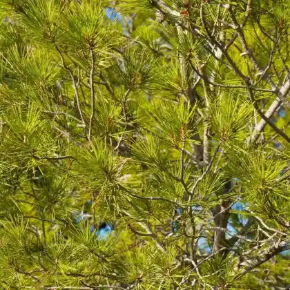 Foto von Kissenkiefer 'Minima' (Pinus strobus 'Minima')
