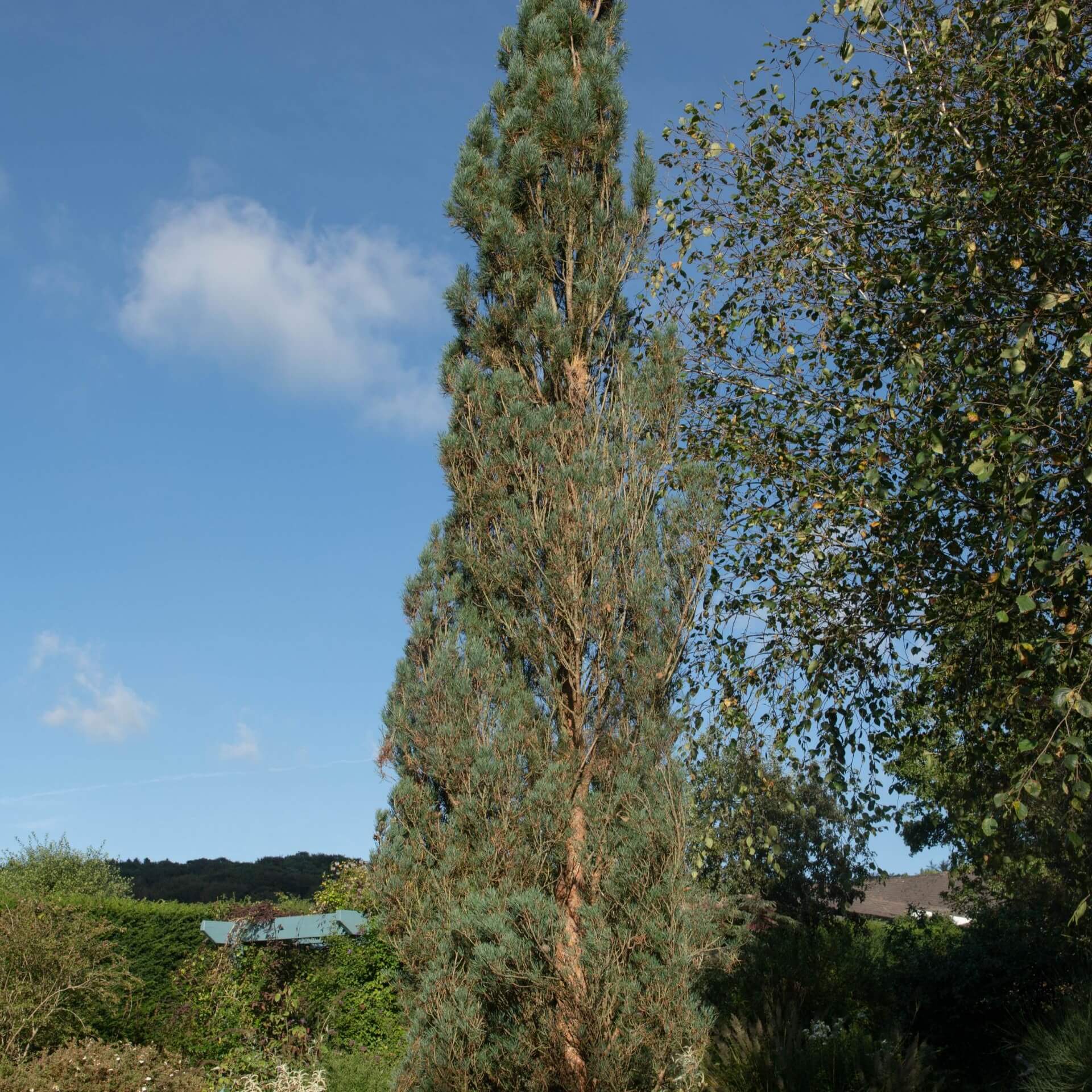 Säulenkiefer 'Fastigiata' (Pinus sylvestris 'Fastigiata')