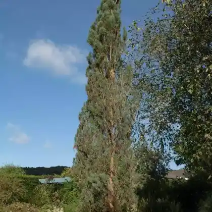 Foto von Säulenkiefer 'Fastigiata' (Pinus sylvestris 'Fastigiata')