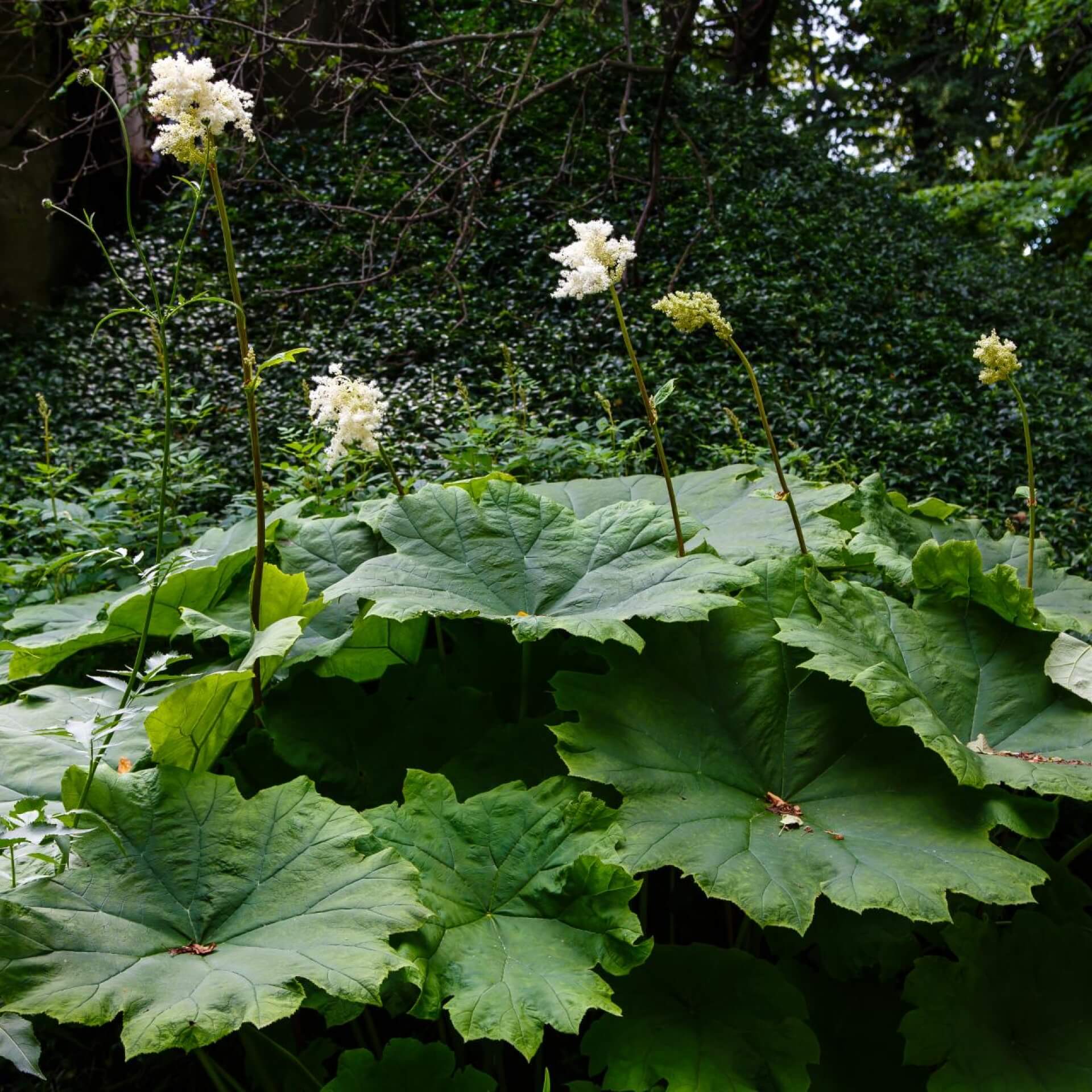 Tafelblatt (Astilboides tabularis)