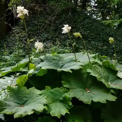 Foto von Tafelblatt (Astilboides tabularis)