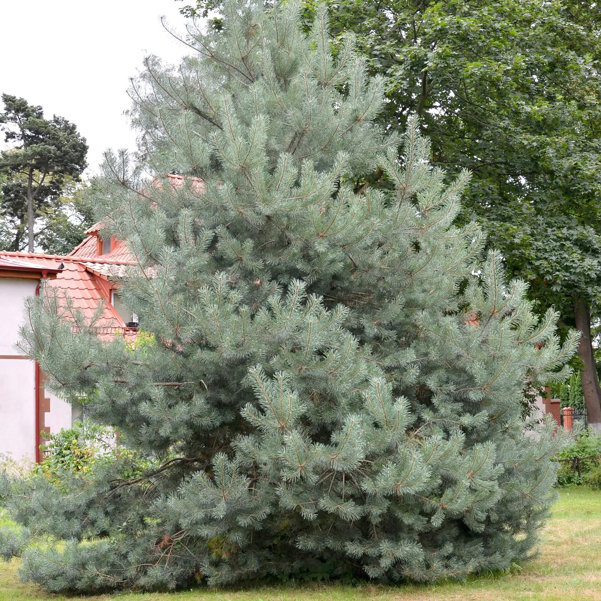 Strauch-Wald-Kiefer (Pinus sylvestris 'Watereri')