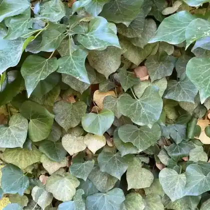 Foto von Stern-Efeu 'Digitata Hesse' (Hedera helix 'Digitata Hesse')