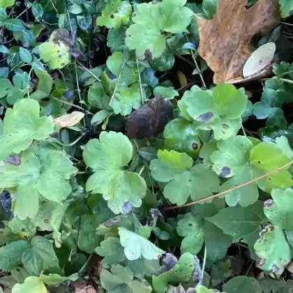 Foto von Siebenbürgen-Leberblümchen 'Alba'  (Hepatica transsilvanica 'Alba')