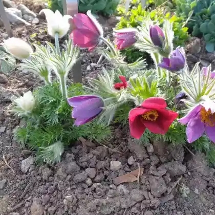 Foto von Wiesen-Kuhschelle (Pulsatilla pratensis)