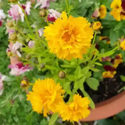 Foto von Großblumiges Mädchenauge 'Early Sunrise' (Coreopsis grandiflora 'Early Sunrise')