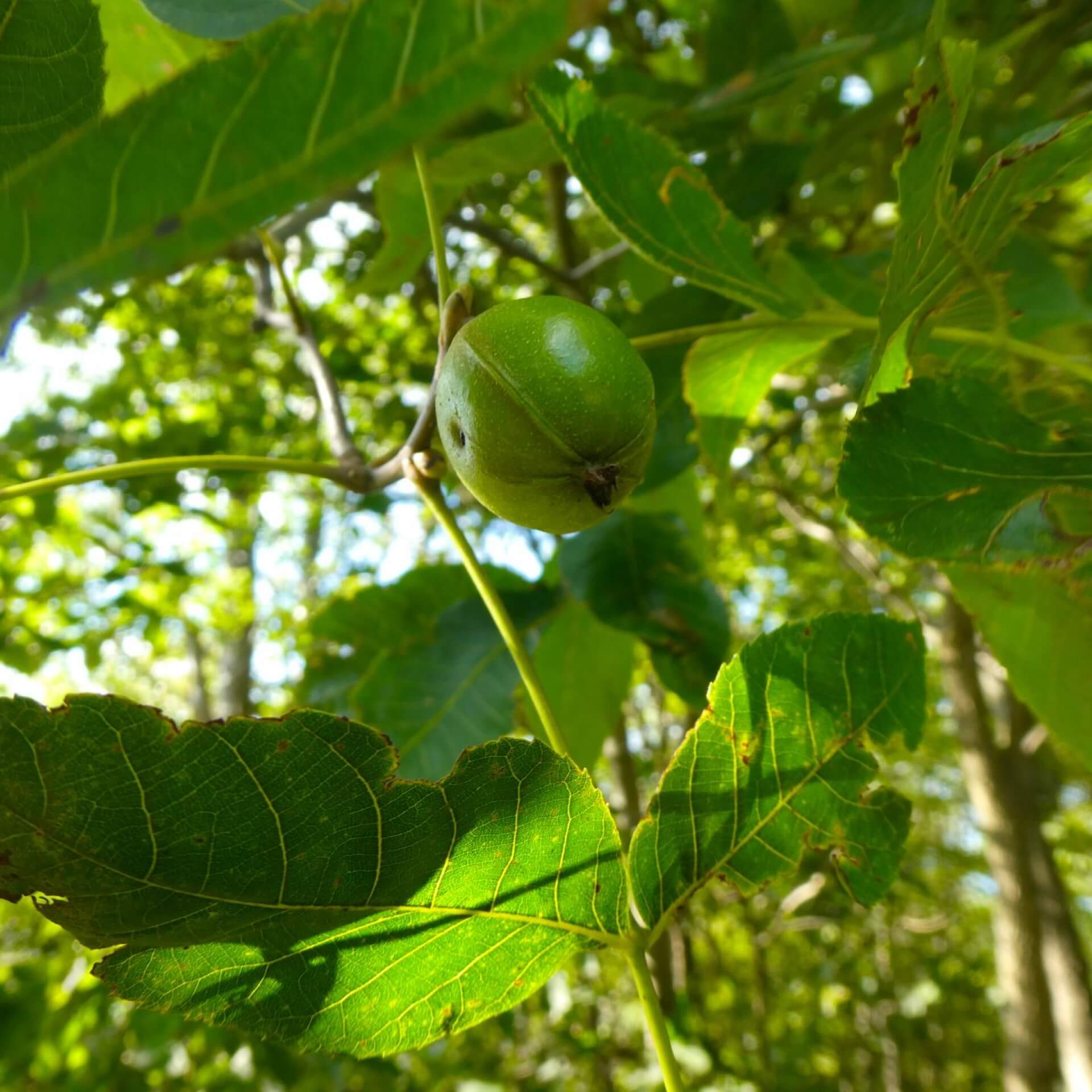 Ferkelnuss (Carya glabra)