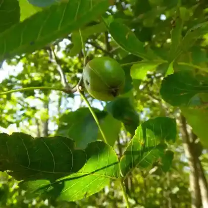Foto von Ferkelnuss (Carya glabra)