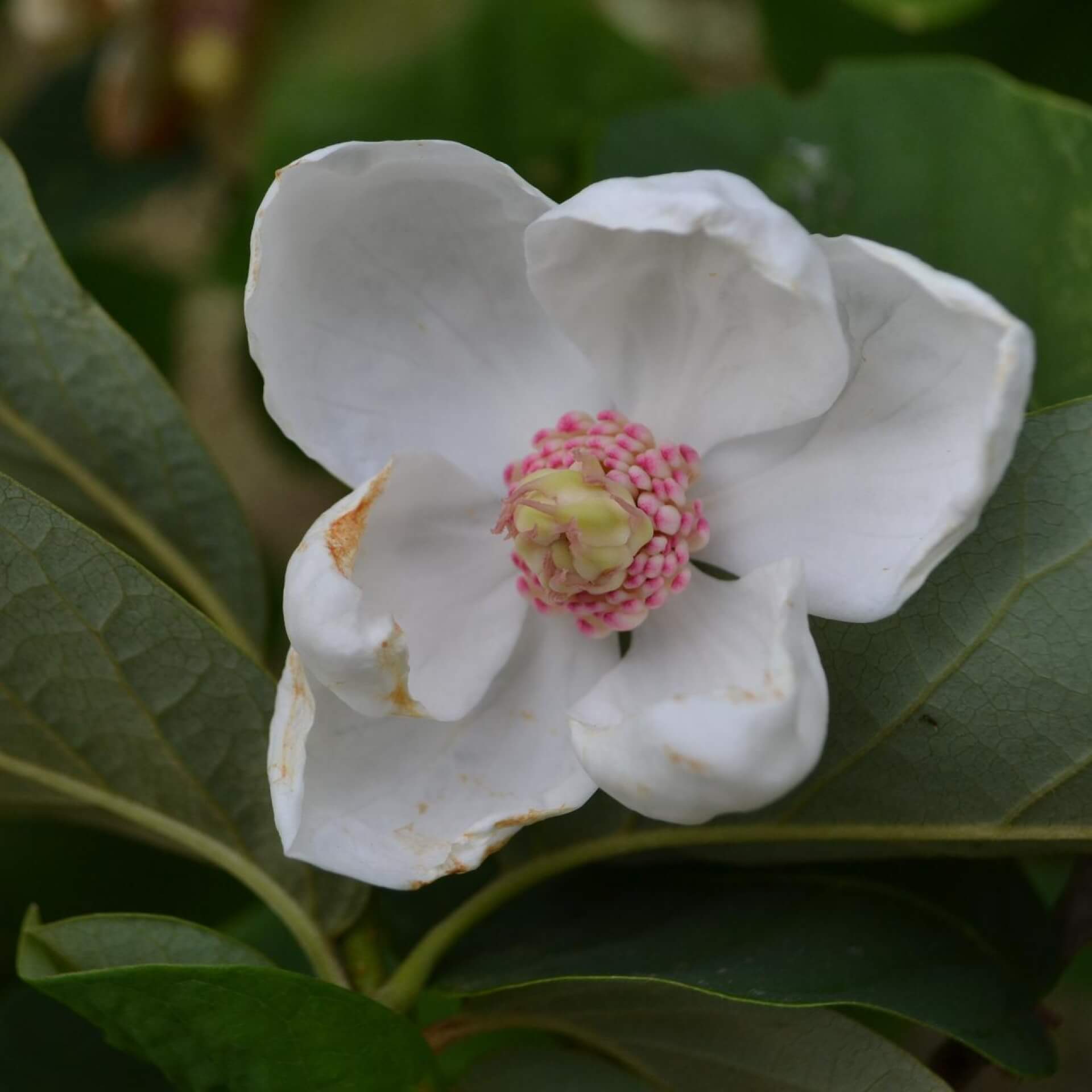 Wilsons Magnolie (Magnolia wilsonii)