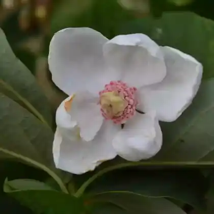 Foto von Wilsons Magnolie (Magnolia wilsonii)