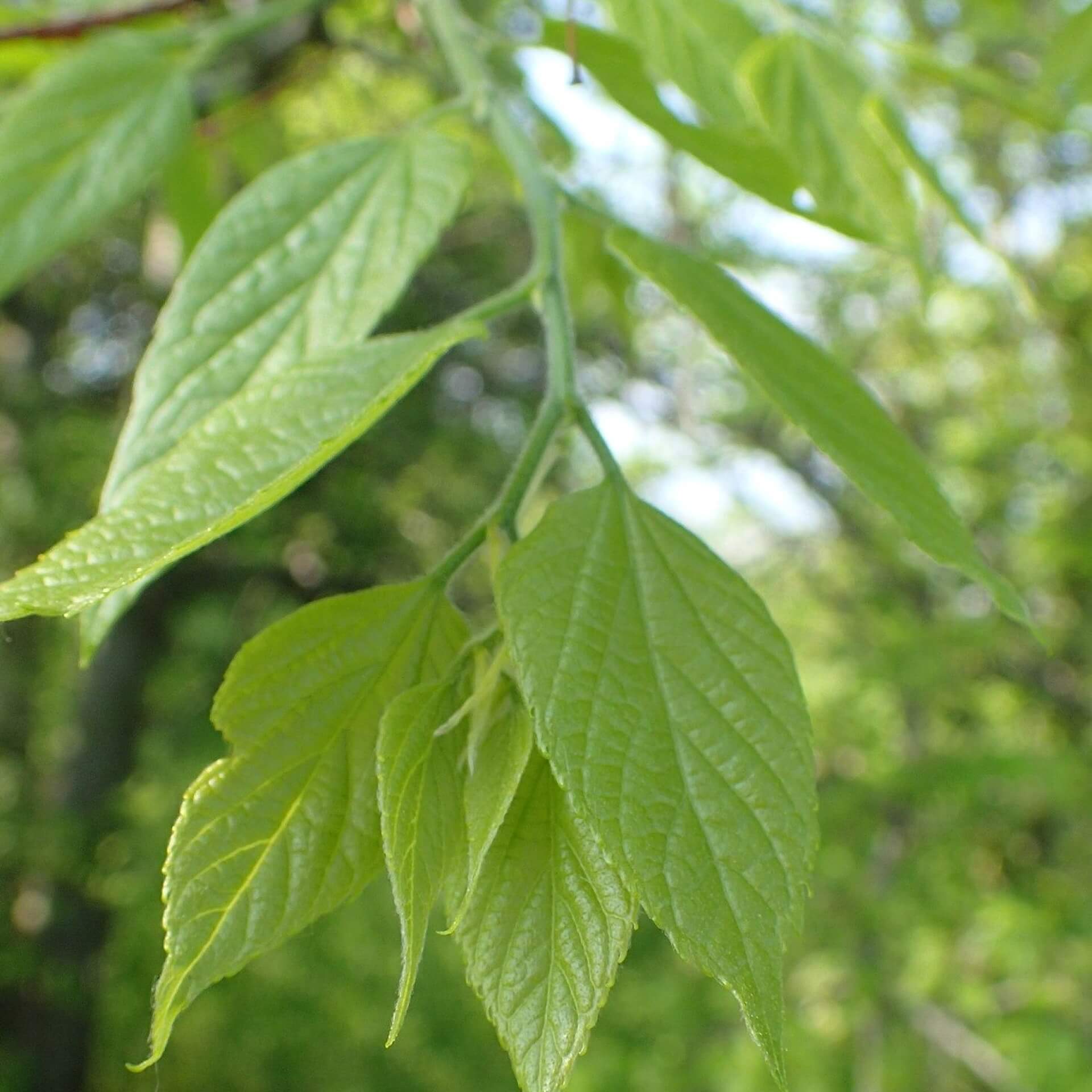 Bunges Zürgelbaum (Celtis bungeana)