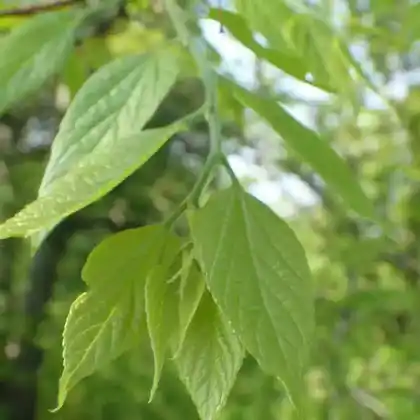 Foto von Bunges Zürgelbaum (Celtis bungeana)