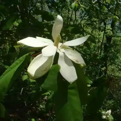 Foto von Berg-Magnolie  (Magnolia fraseri)