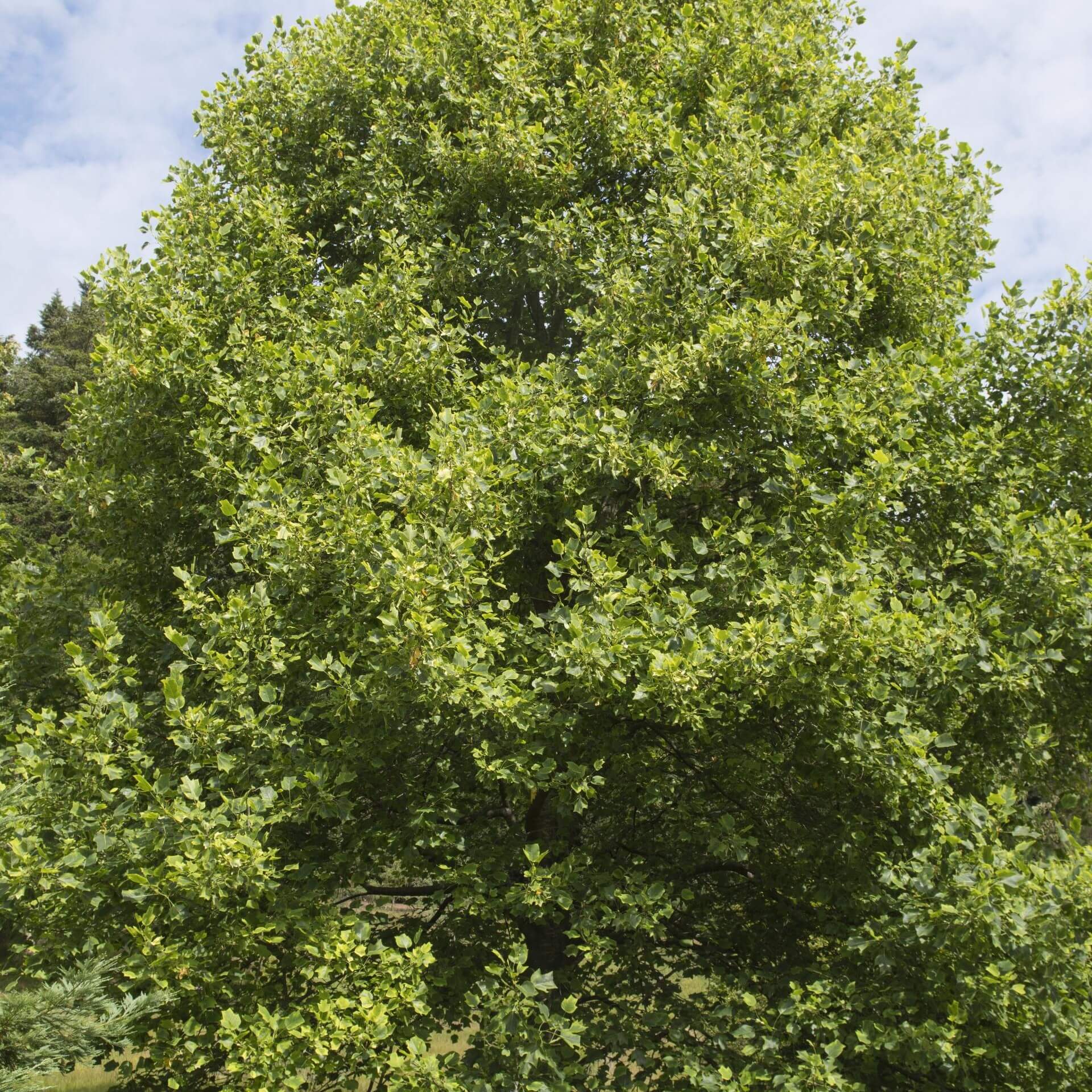 Goldgelber Tulpenbaum 'Aureomarginatum' (Liriodendron tulipifera 'Aureomarginatum')