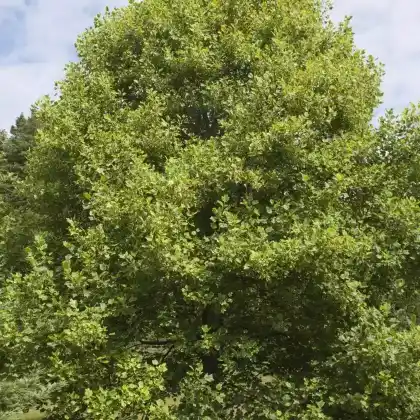 Foto von Goldgelber Tulpenbaum 'Aureomarginatum' (Liriodendron tulipifera 'Aureomarginatum')