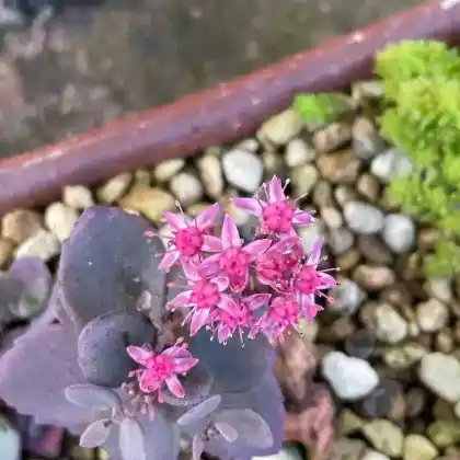 Foto von Garten-Fettblatt 'Red Canyon' (Sedum cauticola 'Red Canyon')