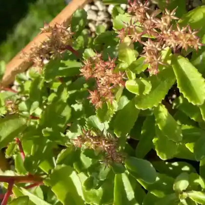 Foto von Gold-Fetthenne 'Euphorbioides' (Sedum aizoon 'Euphorbioides')