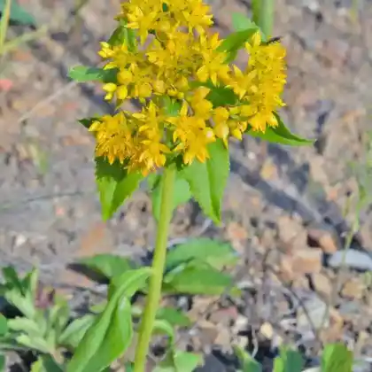 Foto von Goldsedum (Sedum aizoon)