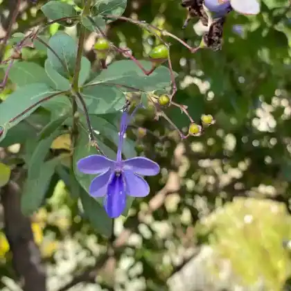 Foto von Uganda-Losstrauch (Clerodendrum ugandense)