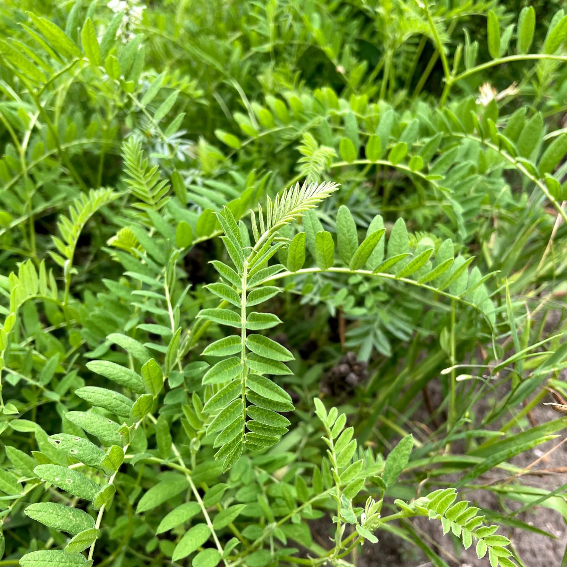 Kicher-Tragant (Astragalus cicer)