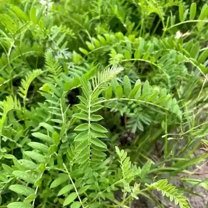 Foto von Kicher-Tragant (Astragalus cicer)