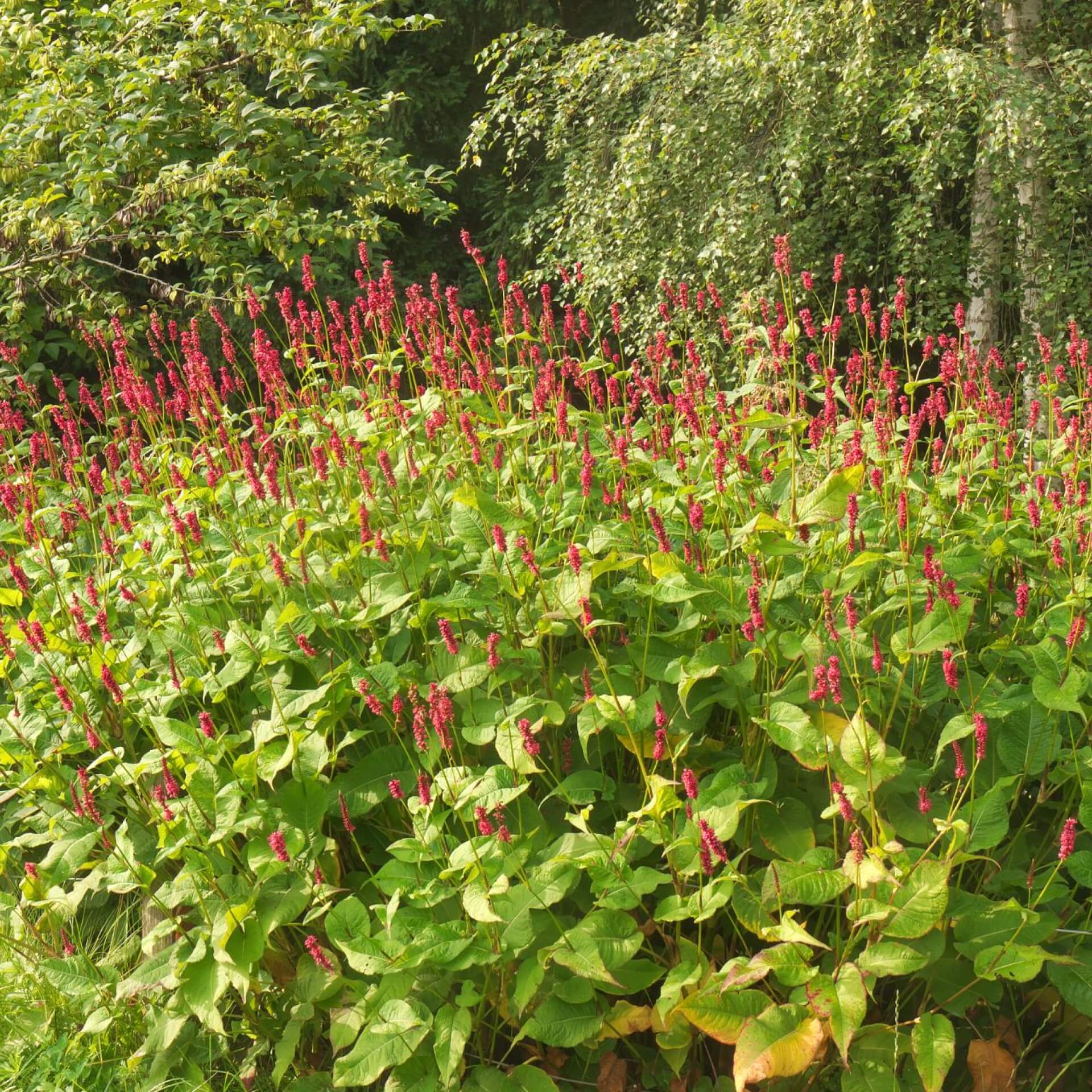 Kerzenknöterich (Bistorta amplexicaulis)