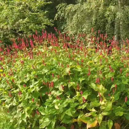 Foto von Kerzenknöterich (Bistorta amplexicaulis)