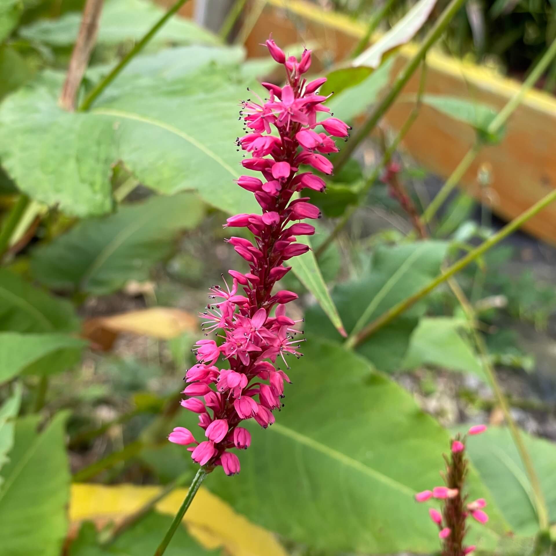 Kerzenknöterich 'Speciosa' (Bistorta amplexicaulis 'Speciosa')