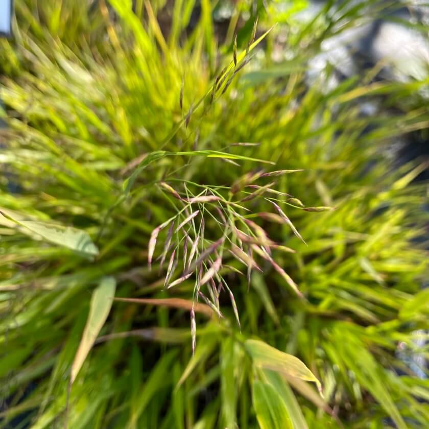 JapanBergras 'Greenhills' / Hakonechloa macra 'Greenhills'