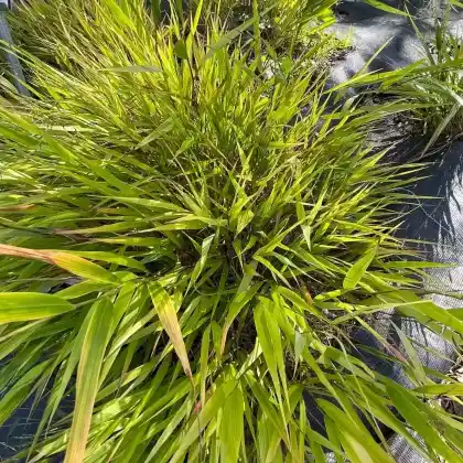 Foto von Japan-Bergras 'Greenhills' (Hakonechloa macra 'Greenhills')