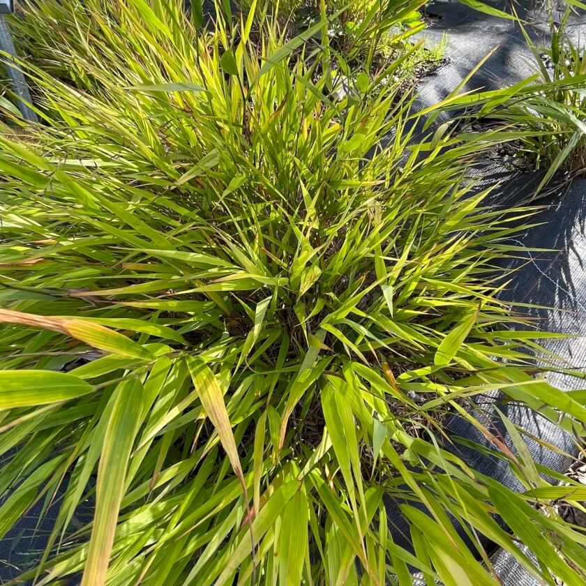 JapanBergras 'Greenhills' / Hakonechloa macra 'Greenhills'