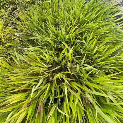 Foto von Garten-Ziergras 'Beni Kaze' (Hakonechloa macra 'Beni Kaze')