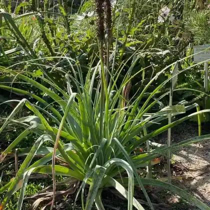 Foto von Schopf-Fackellilie 'Pineapple Popsicle' (Kniphofia uvaria 'Pineapple Popsicle')