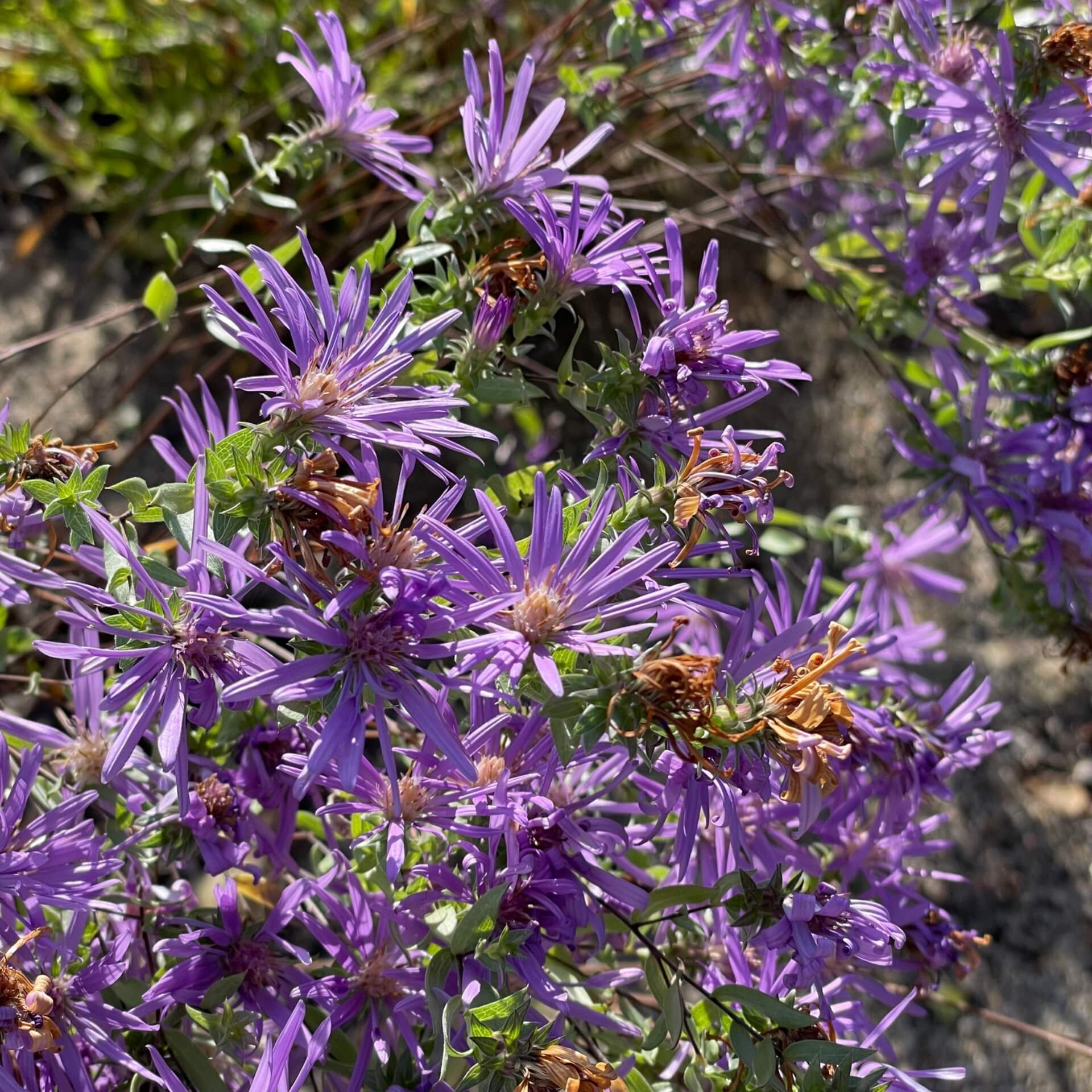 Seidenaster (Aster sericeus)