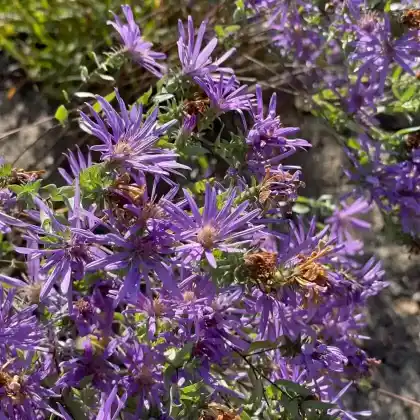 Foto von Seidenaster (Aster sericeus)