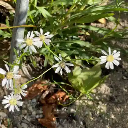Foto von Hochland-Aster (Aster ptarmicoides)