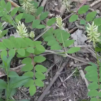 Foto von Bärenschote (Astragalus glycyphyllos)
