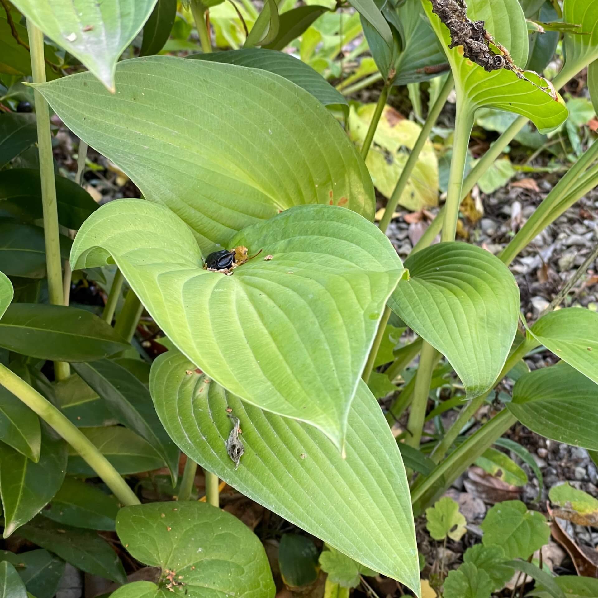 Blaublatt-Funkie 'Snowden' (Hosta sieboldiana 'Snowden')