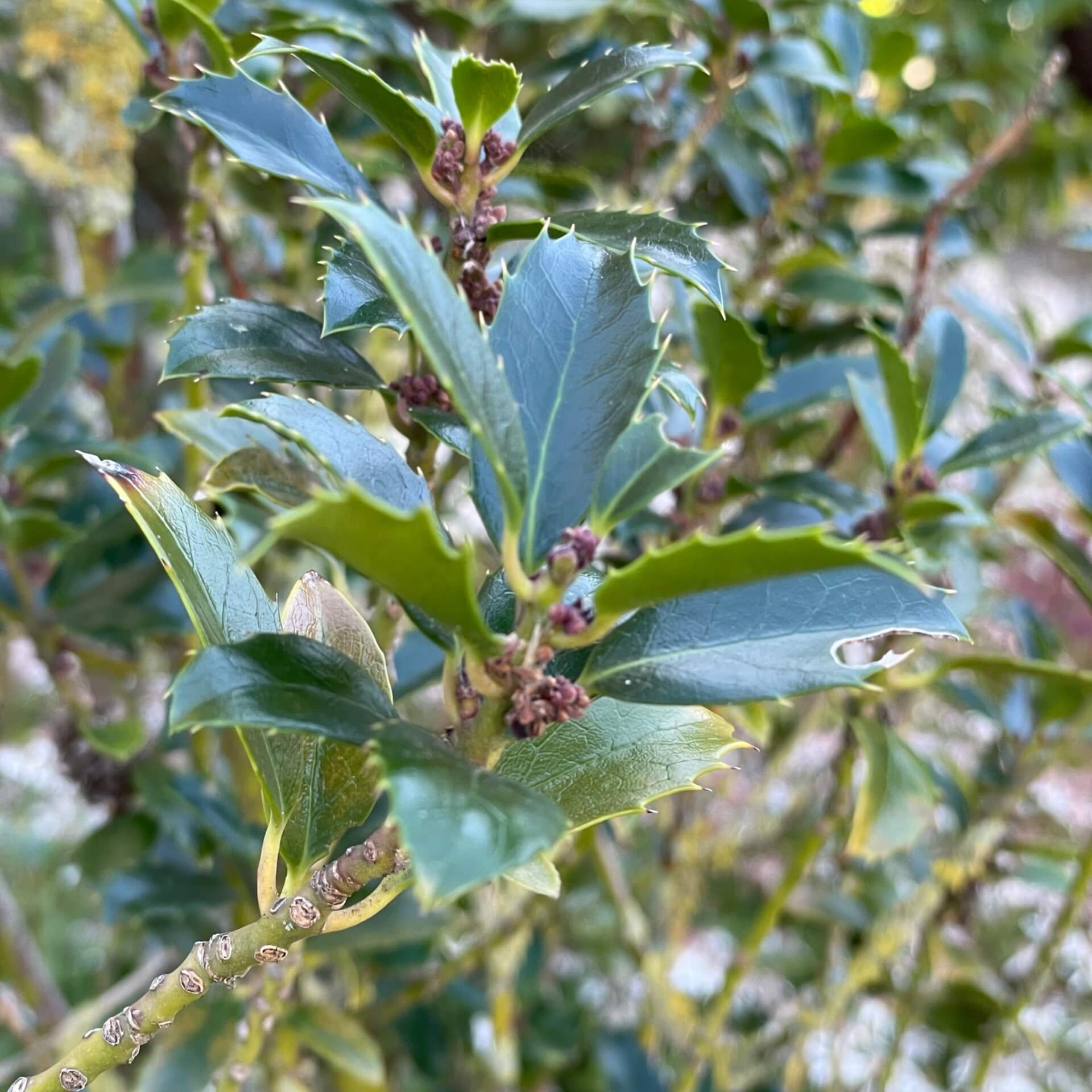 Stechpalme 'Heckenstar' (Ilex meserveae 'Heckenstar')