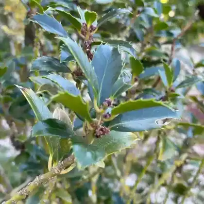 Foto von Stechpalme 'Heckenstar' (Ilex meserveae 'Heckenstar')